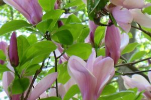 Magnolia Blossoms - Working At Home