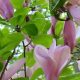 Magnolia Blossoms - Working At Home